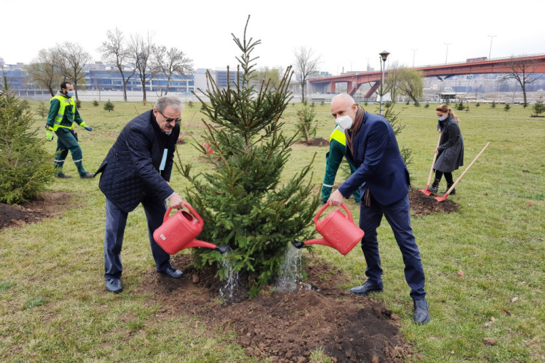 Akcija "Drvo za Beograd" se privodi kraju: Zasađeno još osam stabala četinara