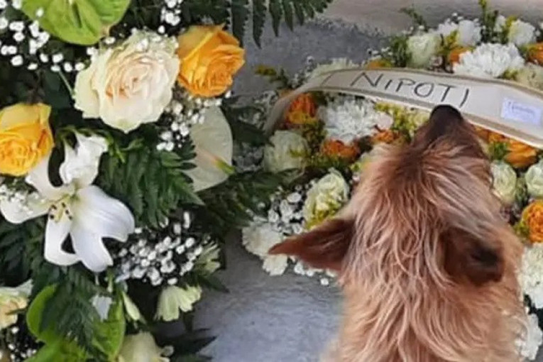 Pas je sam pronašao grob svog prijatelja i svakodnevno prelazi tri kilometra da bi ga posetio