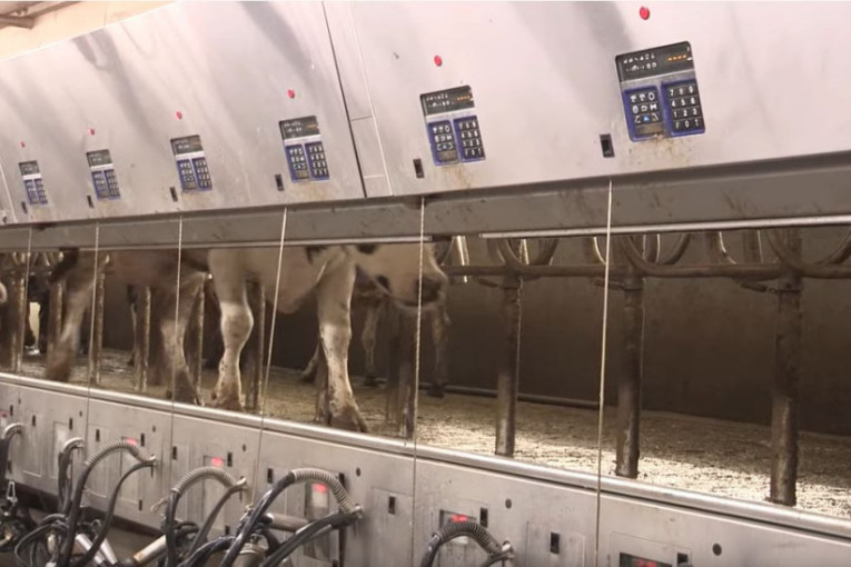 Muke s mlekom: Otkupne cene stalno klize naniže