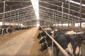 "Hotel“ za krave: Farma u Srbiji, a komfor skandinavski