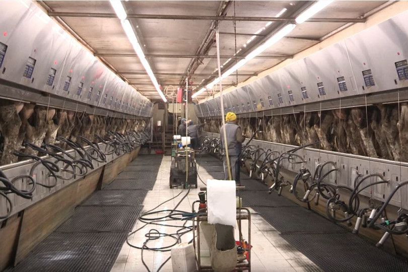 Panika pred sezonu! Ovaj kupus je opasan, evo kako da ga prepoznate