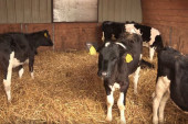 Veće premije za mleko dobrodošle, ali rasprodaja krava se nastavlja