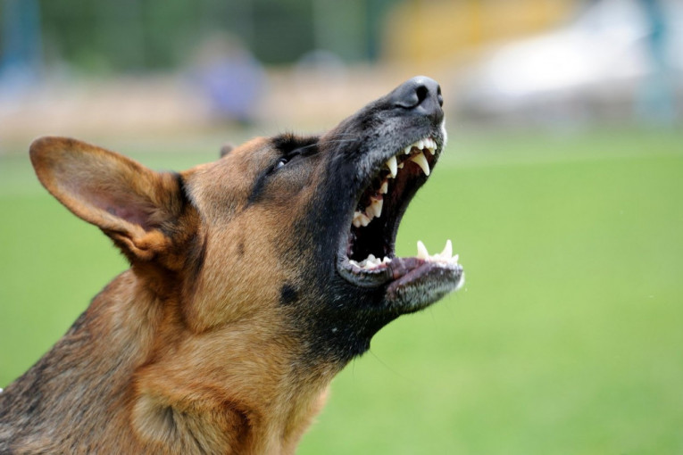 Prepoznajte prvi znak upozorenja! Signali koje pas daje pre nego što napadne i ujede