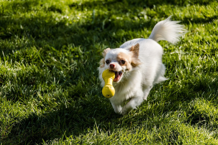 Zašto psi vole igračke koje skviče