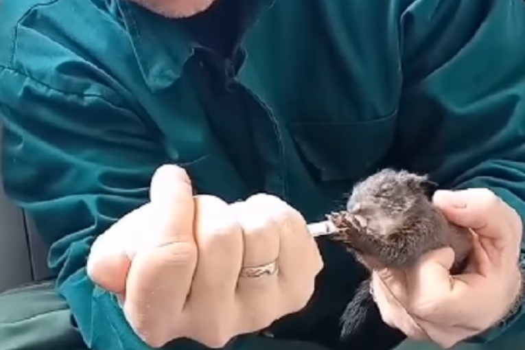 Toliko sićušne da staju u šaku: Beogradski zoo-vrt dobio prinove - bebe veverice (VIDEO)