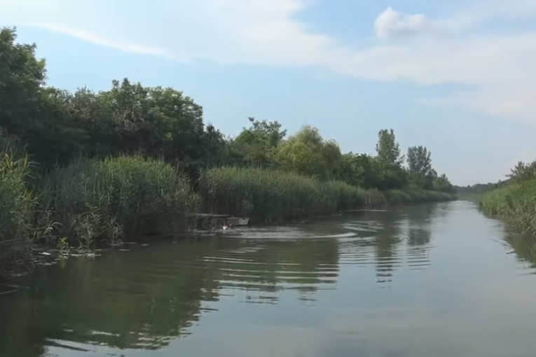 Opština Kula proglasila stanje zaraze: Uginula dva inficirana labuda, uvedene posebne mere
