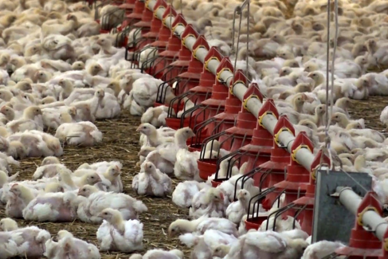 Ubijeno 170.000 pilića: Holanđane plaši ptičji grip