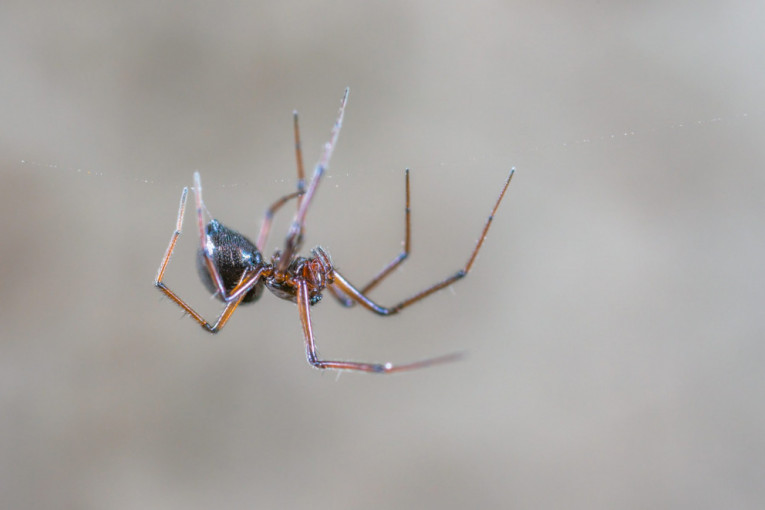 Sledeći put kada vidite pauka u kući nemojte ga ubiti, postoji više razloga za to