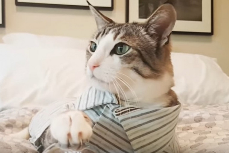 Mačak Pekan će učiniti sve da bi dobio hranu, a ne zna da tako pomaže svojim prijateljima s manje sreće u životu (VIDEO)