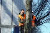 Ko može da seče drveće po Beogradu: Za uklanjanje zdravih stabala postoje stroga pravila
