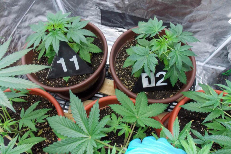"Pala" grupa narko-dilera kod Topole: Policija otkrila savremenu laboratoriju za proizvodnju marihuane!