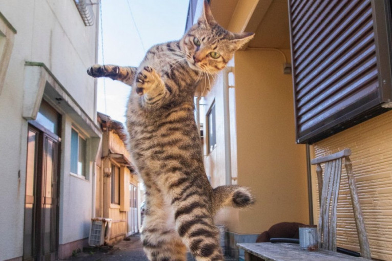 Japanac putuje po zemlji i fotografiše mačke koje plešu
