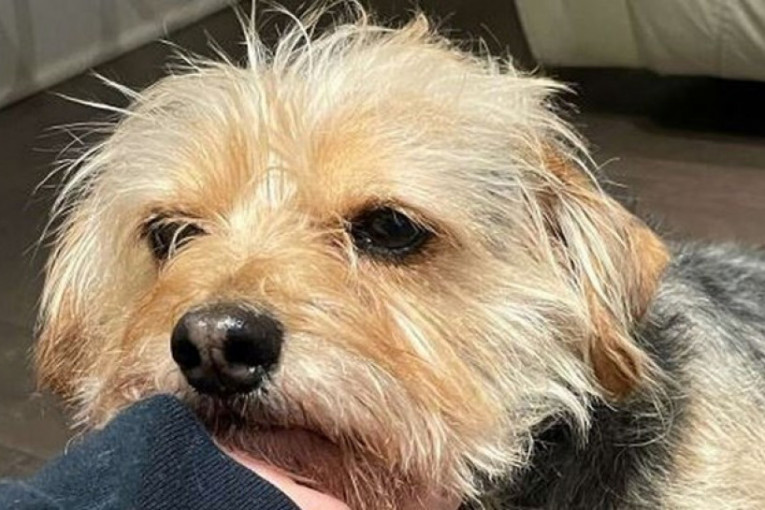 Vlasnica odlučila da sama ošiša psa, on se šokirao rezultatom (VIDEO)