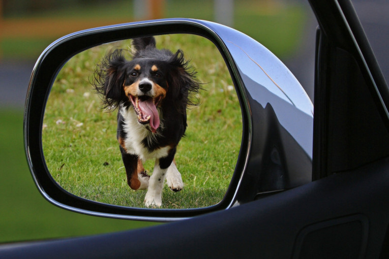 Zašto psi trče za automobilima i kako ih u tome sprečiti?