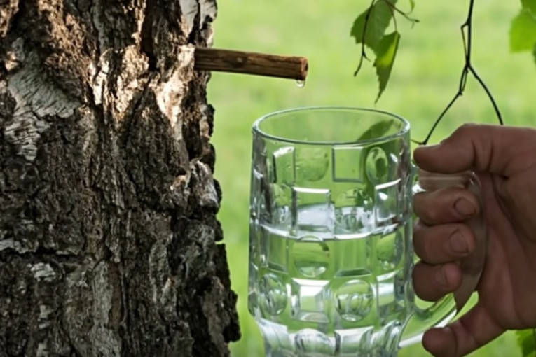Infuzija iz prirode: Sada se sakuplja brezin sok koji čisti kožu, smanjuje holesterol i pomaže rad jetre