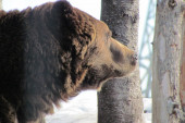 "Ne skrećite sa staza": Uočeni tragovi medveda na Staroj planini