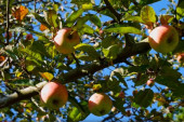Stižemo Evropu: Tri puta veća proizvodnja jabuka, potisnula i srpsko "plavo zlato“