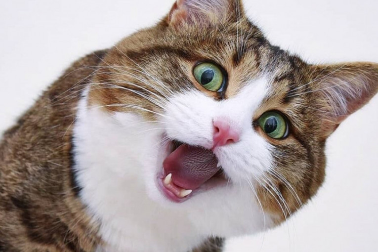 Način na koji mačka sedi dok jede potpuni je hit: Ima i ubrus da joj ne kaplje (VIDEO)