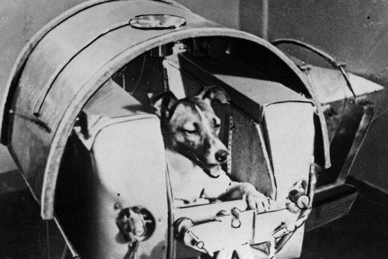 Pas koji je prokrčio čovečanstvu put u svemir! Lajka je svesno žrtvovana, a da li smo joj se odužili? (FOTO, VIDEO)