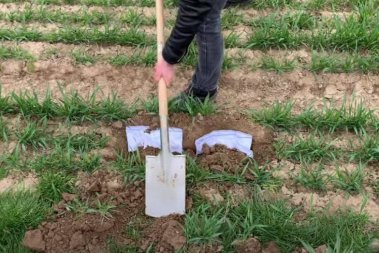Sve za nauku: Švajcarski poljoprivrednici zakopavaju donji veš kako bi pomogli u naučnom istraživanju