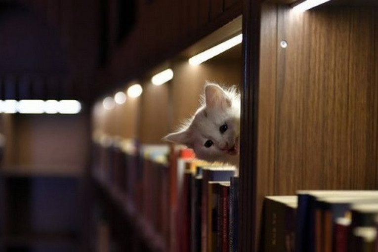 U jednoj biblioteci u Turskoj čitaocima mace prave društvo