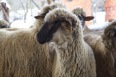 Ne daju da se zaboravi: Najveće stado svrljiških ovaca u Srbiji uskoro će biti još veće