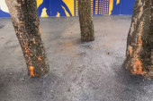 Uklonjen asfalt oko tri stabla na Miljakovcu: Protiv počinioca biće podnete prijave