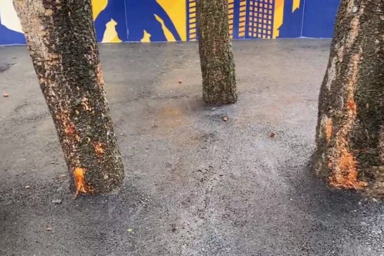 Uništavanje zelenila na Miljakovcu: Trgovinski lanac asfaltirao i stabla ispred objekta (VIDEO)