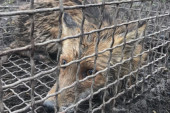 Lisica udavila 40 pilića u selu kod Čačka: Domaćin nakon nekoliko dana borbe uspeo da stane na put ovom predatoru (FOTO)