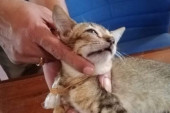Narko-mačka: Panamske vlasti presrele macu u pokušaju krijumčarenja droge u zatvor