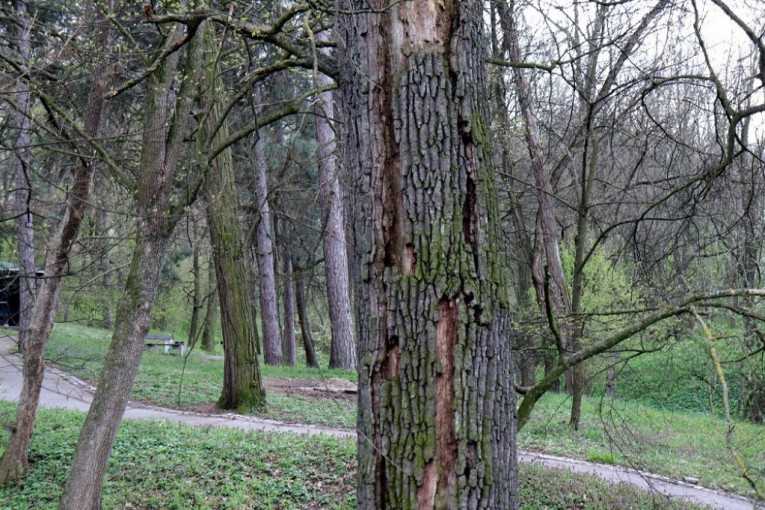 Odumiranje stabala nije zaobišlo ni Pomoravski okrug: "Šumari i stručnjaci se ne oglašavaju"