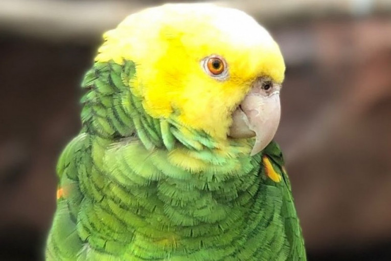 Papagaj zapevao hit Bijonse i oduševio posetioce parka divljih životinja