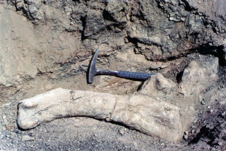 "Kosti Atakame": Naučnici identifikovali novu vrstu, ostaci bića pronađeni u pustinji