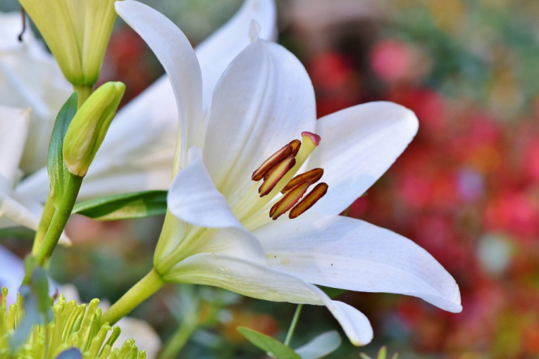 Legenda kaže da je nastao od Isusovih suza: Beli ljiljan privlači sreću i blagostanje, a zovu ga i Bogorodičin cvet