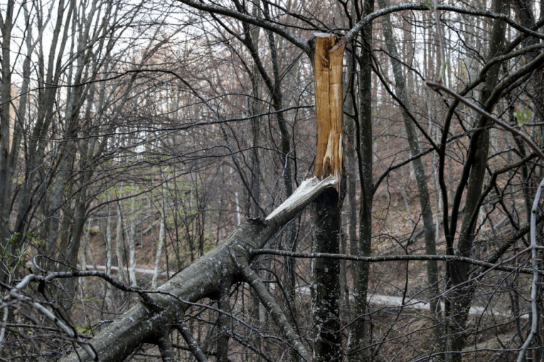 Mladić nastradao u toku seče šume: Drvo palo na njega