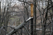 Mladić nastradao u toku seče šume: Drvo palo na njega