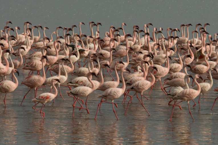 Nakuru jezero, dom flamingosa
