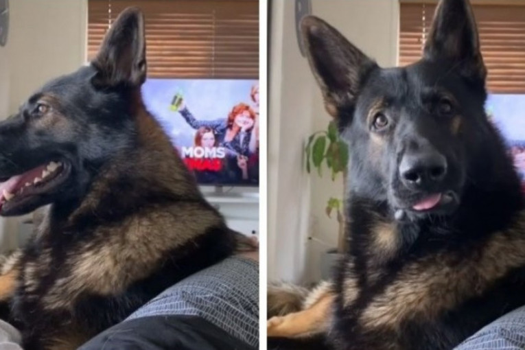 Čovek udomio bivšeg policijskog psa: Njegova munjevita reakcija na zabranjenu reč oduševila milione (VIDEO)