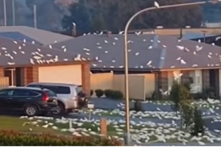 Kao iz Hičkokovog filma: Beli papagaji zauzeli grad u Australiji (VIDEO)