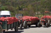 Spas za Lučane i Ivanjicu: U hipermarkete ide 300 tona krompira