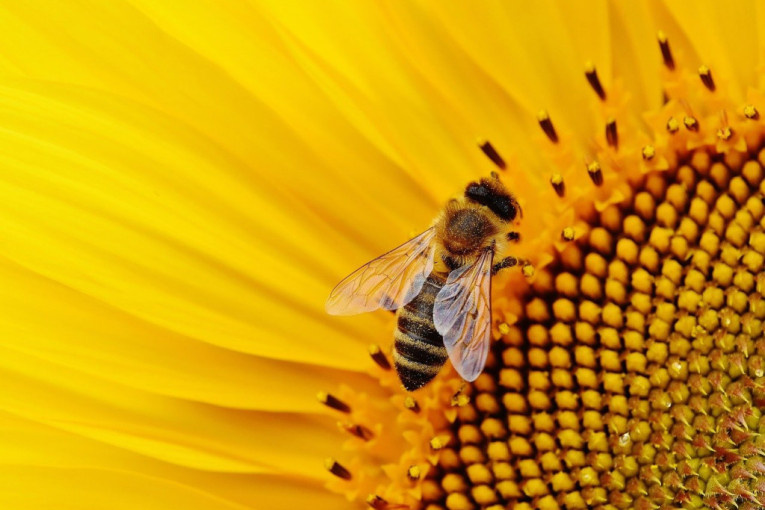 Holanđani su rešili da izgrade „hotele“ i „autoputeve“ koji će spasiti pčele
