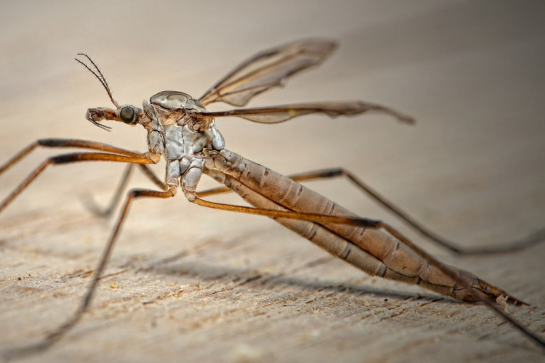 Zapadni Nil otkriven kod komaraca u šest opština u Beogradu: Radojičić otkrio na kojim lokacijama