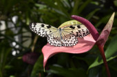 Egzotična bašta! Najveći park leptira na svetu nastao je kao hobi jednog čoveka