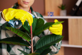 Pet trikova za lakše čišćenje sobnih biljaka