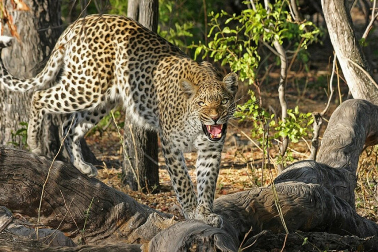 Zoološki vrt danima skrivao beg tri leoparda: Tajna isplivala na videlo kad ih je snimila sigurnosna kamera