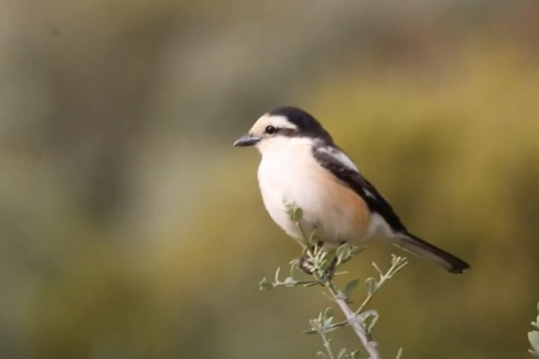 Otkrivena nova vrsta ptice u našoj zemlji: Gnezdeći par fotografisan kod Bujanovca