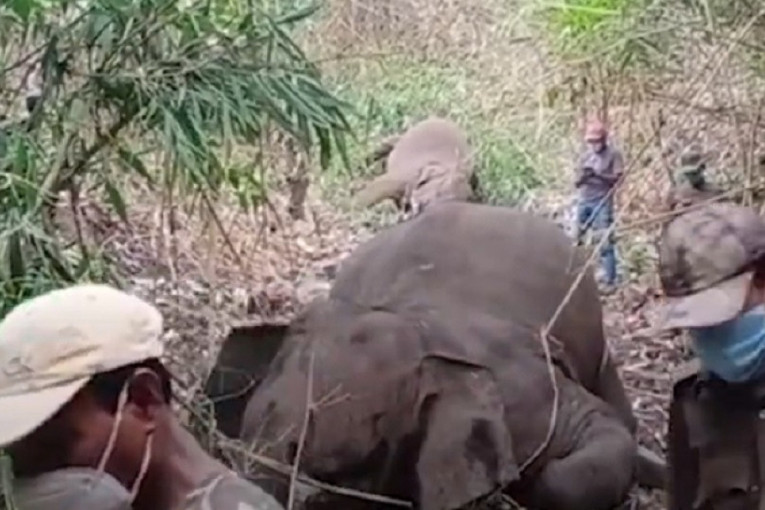 Potresne scene! Grom ubio krdo slonova (FOTO, VIDEO)