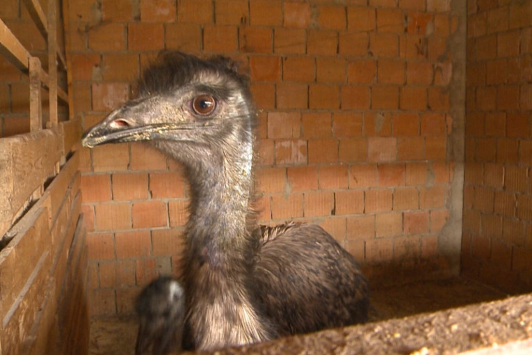 Ove ptice nose tamnozelena jaja od 700 grama i žive u Zrenjaninu: Na imanju porodice Stojanov gaje se emui (FOTO)