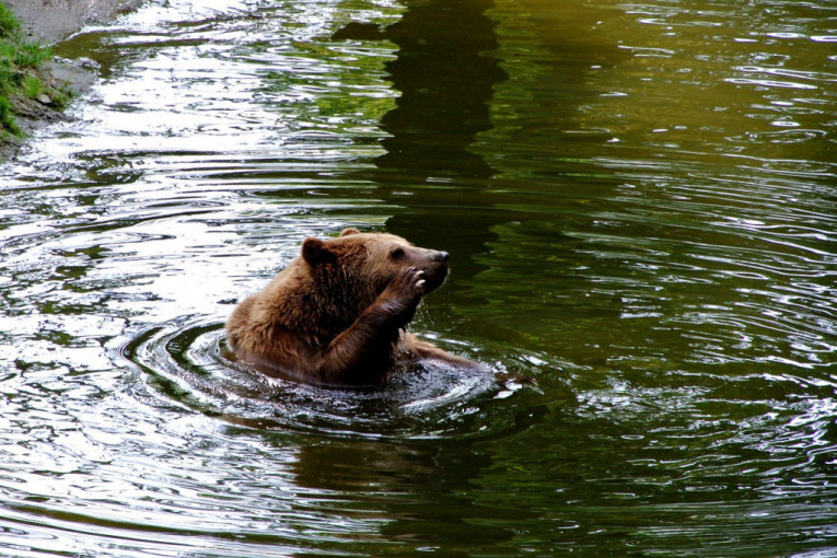 Medved "uhvaćen" kako se kupa u Jadranu: Posle seanse se vratio u šumu (VIDEO)