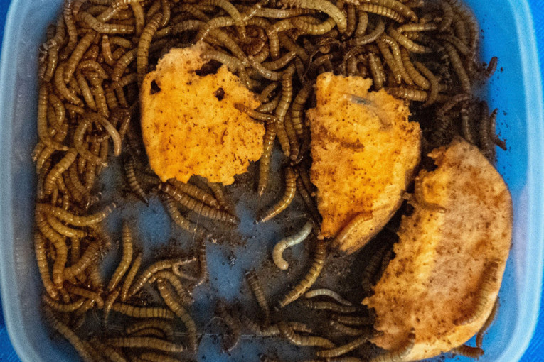 Hoće li Srbi jesti Karađorđevu šniclu od zmijskog mesa, možda i čips od žutog crva? Zanimljiv jelovnik stiže nam iz Evrope